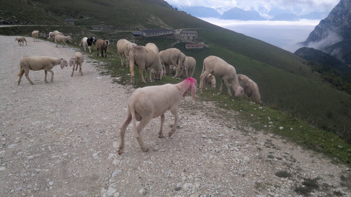 Punkkarilammas Monte Baldolla / Punk sheep in Monte Baldo